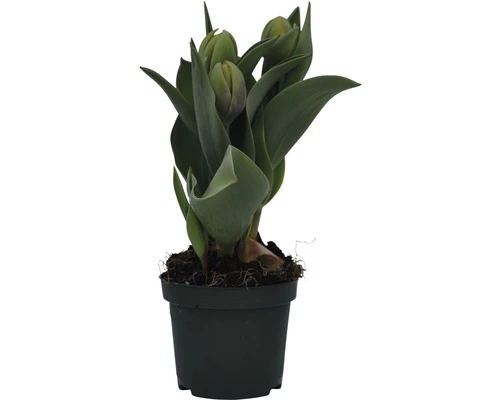 Tulpe FloraSelf Tulipa X Hybride 'Orange Princess' Ø 9 Cm Topf 6 Tulpe FloraSelf Tulipa X Hybride 'Orange Princess' Ø 9 Cm Topf – Bild 4