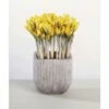 Krokus FloraSelf Crocus Flavus Ø 12 Cm Topf -Florasellf Geschaft DV 8 8875856 01 4c DE 20170309111729