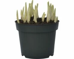 Krokus FloraSelf Crocus Vernus 'Remembrance' Ø 12 Cm Topf -Florasellf Geschaft DV 8 8875857 03 4c DE 20160920165033