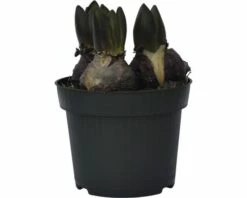Hyazinthe FloraSelf Hyacinthus Orientalis 'Blue Star' Ø 12 Cm Topf -Florasellf Geschaft DV 8 8875859 01 4c DE 20170309111832
