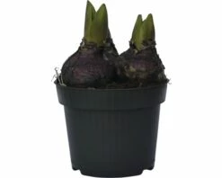 Hyazinthe FloraSelf Hyacinthus Orientalis 'Pink Pearl' Ø 12 Cm Topf -Florasellf Geschaft DV 8 8875860 01 4c DE 20170309111832