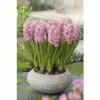 Hyazinthe FloraSelf Hyacinthus Orientalis 'Pink Pearl' Ø 12 Cm Topf