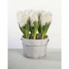 Hyazinthe FloraSelf Hyacinthus Orientalis 'White Pearl' Ø 12 Cm Topf -Florasellf Geschaft DV 8 8875861 01 4c DE 20170309111852