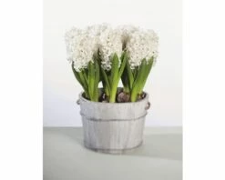 Hyazinthe FloraSelf Hyacinthus Orientalis 'White Pearl' Ø 12 Cm Topf
