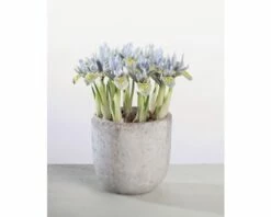 Netzbaltt-Iris FloraSelf Iris Retuculata 'Katharina Hotchkin' Ø 12 Cm Topf