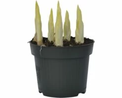 Netzbaltt-Iris FloraSelf Iris Retuculata 'Katharina Hotchkin' Ø 12 Cm Topf -Florasellf Geschaft DV 8 8875863 03 4c DE 20160921132621