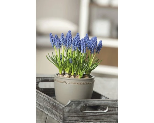 Traubenhyazinthe FloraSelf Muscari Botryoides 'Armeniacum' Ø 12 Cm Topf 4 Traubenhyazinthe FloraSelf Muscari Botryoides 'Armeniacum' Ø 12 Cm Topf – Bild 2