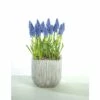 Traubenhyazinthe FloraSelf Muscari Botryoides 'Armeniacum' Ø 12 Cm Topf 1 Traubenhyazinthe FloraSelf Muscari Botryoides 'Armeniacum' Ø 12 Cm Topf -Florasellf Geschaft DV 8 8875864 02 4c DE 20170309111852