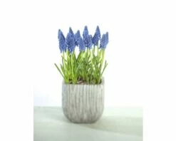 Traubenhyazinthe FloraSelf Muscari Botryoides 'Armeniacum' Ø 12 Cm Topf