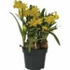 Narzisse, Osterglocke FloraSelf Narcissus Pseudonarcissus 'Tete A Tete' Ø 12 Cm Topf