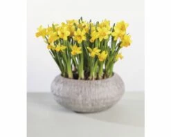 Narzisse, Osterglocke FloraSelf Narcissus Pseudonarcissus 'Tete A Tete' Ø 12 Cm Topf 8 Narzisse, Osterglocke FloraSelf Narcissus Pseudonarcissus 'Tete A Tete' Ø 12 Cm Topf -Florasellf Geschaft DV 8 8875867 03 4c DE 20181214094653