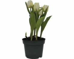 Tulpe FloraSelf Tulipa X Hybride 'Calgary' Ø 12 Cm Topf 8 Tulpe FloraSelf Tulipa X Hybride 'Calgary' Ø 12 Cm Topf -Florasellf Geschaft DV 8 8875868 01 4c DE 20170309111832
