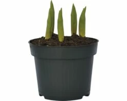 Tulpe FloraSelf Tulipa X Hybride 'Calgary' Ø 12 Cm Topf 9 Tulpe FloraSelf Tulipa X Hybride 'Calgary' Ø 12 Cm Topf -Florasellf Geschaft DV 8 8875868 02 4c DE 20160921132151