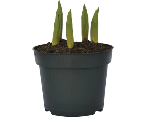 Tulpe FloraSelf Tulipa X Hybride 'Calgary' Ø 12 Cm Topf 6 Tulpe FloraSelf Tulipa X Hybride 'Calgary' Ø 12 Cm Topf – Bild 4