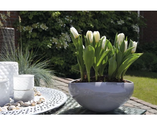 Tulpe FloraSelf Tulipa X Hybride 'Calgary' Ø 12 Cm Topf 4 Tulpe FloraSelf Tulipa X Hybride 'Calgary' Ø 12 Cm Topf – Bild 2