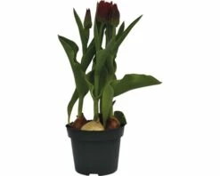 Tulpe FloraSelf Tulipa X Hybride 'Movie Star' Ø 12 Cm Topf -Florasellf Geschaft DV 8 8875870 02 4c DE 20170309111832