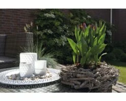 Tulpe FloraSelf Tulipa X Hybride 'Movie Star' Ø 12 Cm Topf