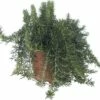 Hänge-Rosmarin FloraSelf Rosmarinus Officinalis 'Riviera' Ø 12 Cm Topf