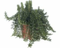 Hänge-Rosmarin FloraSelf Rosmarinus Officinalis 'Riviera' Ø 12 Cm Topf