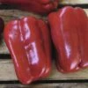 Paprika 'Aurelio' FloraSelf 12er Topf -Florasellf Geschaft DV 8 8899547 01 4c DE 20160405111531