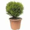 Kugel-Lebensbaum FloraSelf Thuja Occidentalis 'Danica' H 30-40 Cm Co 8 L -Florasellf Geschaft DV 8 8901933 01 4c DE 20190130092701