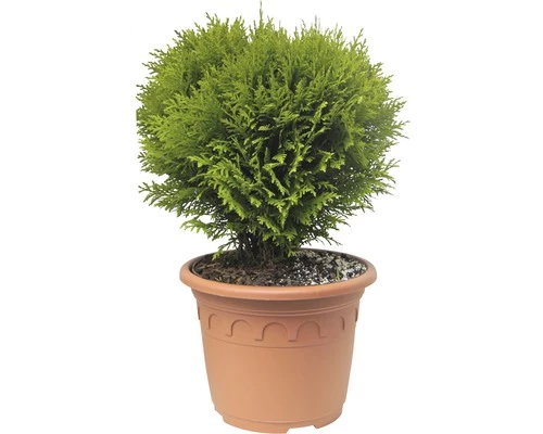 Kugel-Lebensbaum FloraSelf Thuja Occidentalis 'Danica' H 30-40 Cm Co 8 L 3 Kugel-Lebensbaum FloraSelf Thuja Occidentalis 'Danica' H 30-40 Cm Co 8 L