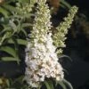 Sommerflieder, Schmetterlingsflieder FloraSelf Buddleja Davidii H 60-80 Cm Co 3 L Weiß -Florasellf Geschaft DV 8 8902187 01 4c DE 20160426221652