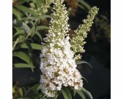 Sommerflieder, Schmetterlingsflieder FloraSelf Buddleja Davidii H 60-80 Cm Co 3 L Weiß