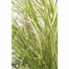 FloraSelf Gelblaubiges Pampasgras Cortaderia 'Golden Fantasy' H 30-100 Cm Co 6 L -Florasellf Geschaft DV 8 8902765 01 4c DE 20210113091758