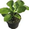 Funkie FloraSelf Hosta-Cultivars Co 3 L Blau Versch. Sorten -Florasellf Geschaft DV 8 8902766 01 4c DE 20180724210216