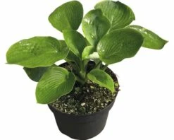 Funkie FloraSelf Hosta-Cultivars Co 3 L Blau Versch. Sorten
