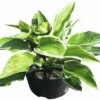 Funkie FloraSelf Hosta-Cultivars Co 3 L Weißbunt Versch. Sorten -Florasellf Geschaft DV 8 8902767 01 4c DE 20180724205725