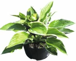 Funkie FloraSelf Hosta-Cultivars Co 3 L Weißbunt Versch. Sorten