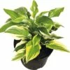 Funkie FloraSelf Hosta-Cultivars Co 3 L Gelbbunt Versch. Sorten -Florasellf Geschaft DV 8 8902768 01 4c DE 20180724205920