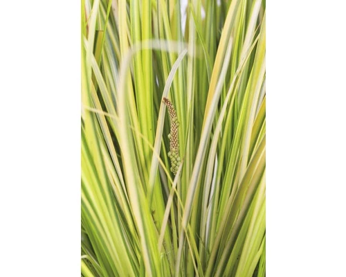 Gelbbunter Zwergkalmus FloraSelf Acorus Gramineus 'Ogon' H 10-30 Cm Co 3 L 4 Gelbbunter Zwergkalmus FloraSelf Acorus Gramineus 'Ogon' H 10-30 Cm Co 3 L – Bild 2