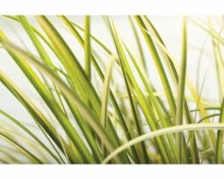 Gelbbunter Zwergkalmus FloraSelf Acorus Gramineus 'Ogon' H 10-30 Cm Co 3 L