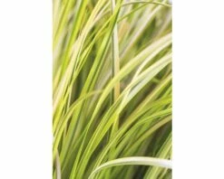 Gelbbunter Zwergkalmus FloraSelf Acorus Gramineus 'Ogon' H 5-20 Cm T 14 Cm -Florasellf Geschaft DV 8 8902770 03 4c DE 20210202141750 1