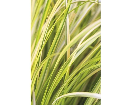 Gelbbunter Zwergkalmus FloraSelf Acorus Gramineus 'Ogon' H 10-30 Cm Co 3 L 5 Gelbbunter Zwergkalmus FloraSelf Acorus Gramineus 'Ogon' H 10-30 Cm Co 3 L – Bild 3