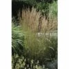 Reitgras FloraSelf Calamagrostis X Acutiflora 'Karl Foerster' H 20- 80 Cm Co 6 L -Florasellf Geschaft DV 8 8902771 02 4c DE 20210111094657