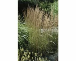 Reitgras FloraSelf Calamagrostis X Acutiflora 'Karl Foerster' H 20- 80 Cm Co 6 L