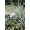 Reitgras FloraSelf Calamagrostis X Acutiflora 'Overdam' T 14 Cm -Florasellf Geschaft DV 8 8902772 02 4c DE 20210111094657 1