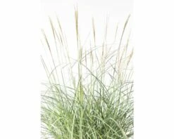 Chinaschilf FloraSelf Miscanthus Sinensis 'Adagio' H 10-40 Cm T 14 Cm -Florasellf Geschaft DV 8 8902777 02 4c DE 20210113091758