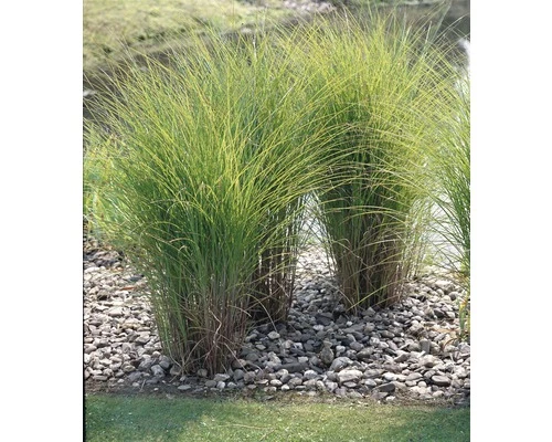 Feinhalm Chinaschilf FloraSelf Miscanthus Sinensis 'Gracillimus' H 10-100 Cm Co 3 L 4 Feinhalm Chinaschilf FloraSelf Miscanthus Sinensis 'Gracillimus' H 10-100 Cm Co 3 L – Bild 2