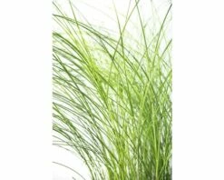 Feinhalm Chinaschilf FloraSelf Miscanthus Sinensis 'Gracillimus' H 10-100 Cm Co 3 L 7 Feinhalm Chinaschilf FloraSelf Miscanthus Sinensis 'Gracillimus' H 10-100 Cm Co 3 L -Florasellf Geschaft DV 8 8902778 02 4c DE 20210113094659