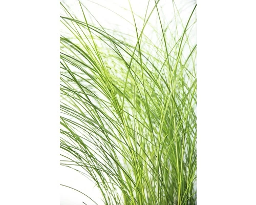 Feinhalm Chinaschilf FloraSelf Miscanthus Sinensis 'Gracillimus' H 10-100 Cm Co 3 L 5 Feinhalm Chinaschilf FloraSelf Miscanthus Sinensis 'Gracillimus' H 10-100 Cm Co 3 L – Bild 3