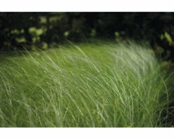 Feinhalm Chinaschilf FloraSelf Miscanthus Sinensis 'Gracillimus' H 10-100 Cm Co 3 L
