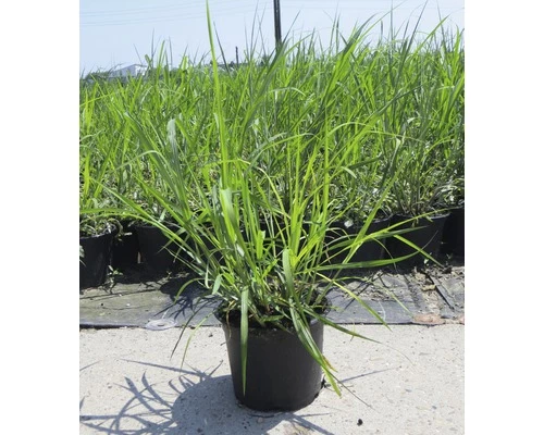 Riesen-Chinaschilf FloraSelf Miscanthus Giganteus H 20-120 Cm Co 3 L 3 Riesen-Chinaschilf FloraSelf Miscanthus Giganteus H 20-120 Cm Co 3 L