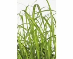 Riesen-Chinaschilf FloraSelf Miscanthus Giganteus H 20-120 Cm Co 3 L 5 Riesen-Chinaschilf FloraSelf Miscanthus Giganteus H 20-120 Cm Co 3 L -Florasellf Geschaft DV 8 8902792 02 4c DE 20210823141656 1