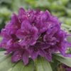 Großblumige Alpenrose FloraSelf Rhododendron Hybride Dunkellila H 30-40 Cm -Florasellf Geschaft DV 8 8902998 01 4c DE 20151020120106
