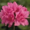 Japanische Azalee FloraSelf Rhododendron Obtusum H 20-30 Cm Co 2 L Rosa -Florasellf Geschaft DV 8 8903018 01 4c DE 20151026140459